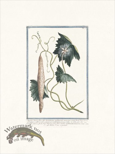 (image for) Bonelli 071 Long gourd