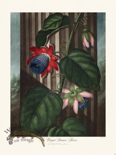 (image for) 19 The Winged Passion Flower