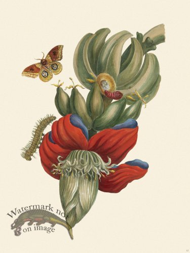 Merian Metamorphosis 12