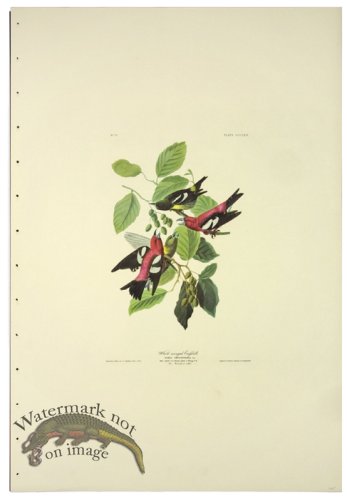 (image for) White-winged Grossbill L.E.