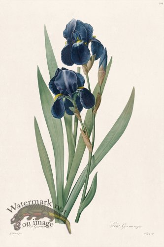 (image for) Les Liliacees Redoute 309