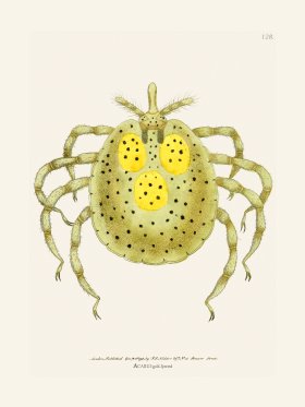 128 Acarus Gold- Spoted