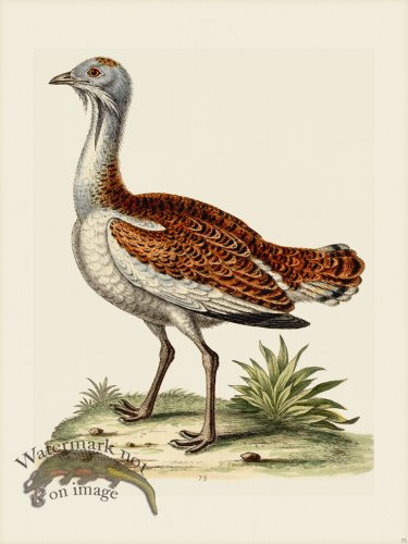 (image for) Edwards 073 Bustard the Cock