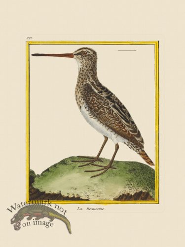 (image for) Martinet Bird 883