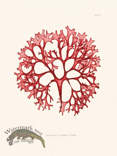 (image for) Bradbury Seaweed 091