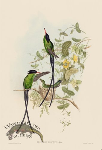 (image for) Gould Hummingbird 098