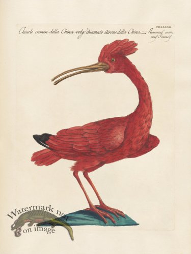 (image for) Manetti 442