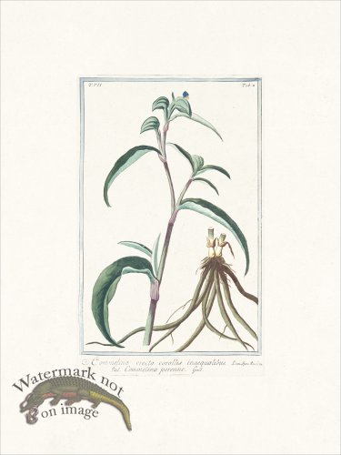 (image for) Bonelli 602 whitemouth dayflower