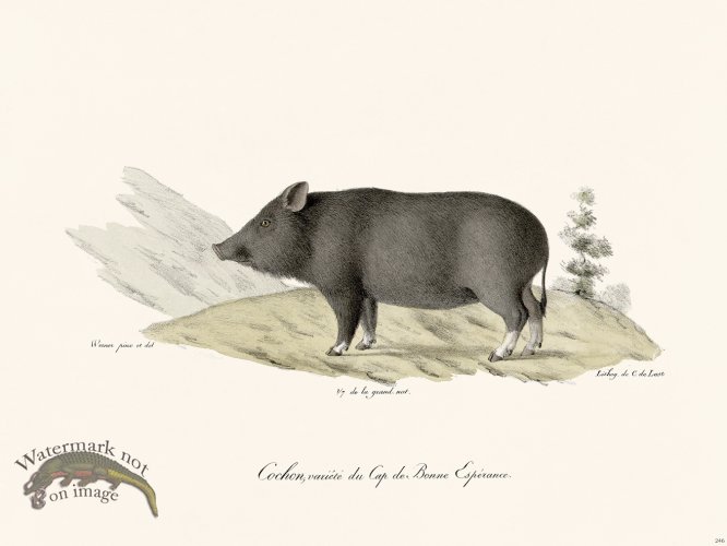 (image for) Cuvier 246 Pig Of Good Hope