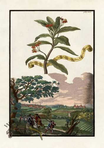 (image for) Volckamer 084