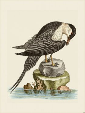 Edwards 148 Artick Bird Cock