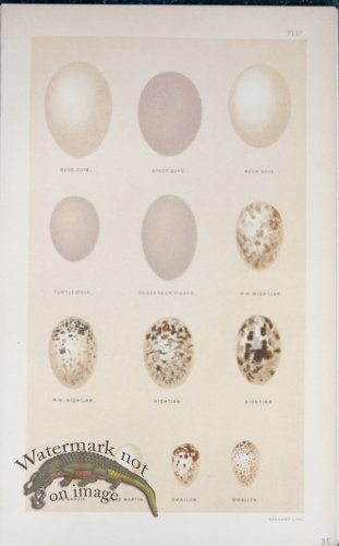 (image for) Seebohm Eggs 16