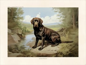 CFA Dog Labrador Retriever 05