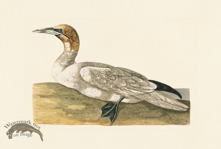 (image for) Pennant Zoology 036