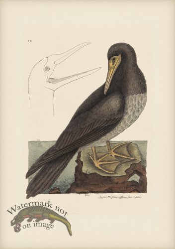 (image for) 087 Bobby