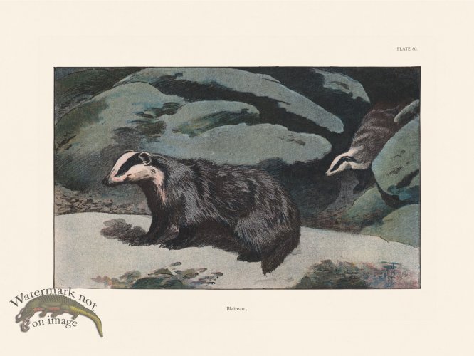 (image for) Les Chiens 080