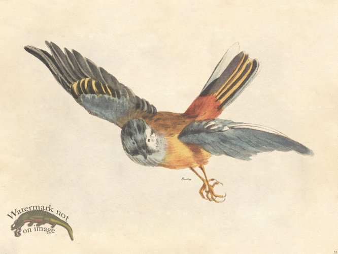 (image for) Bunting - Tribute Bd 55 M