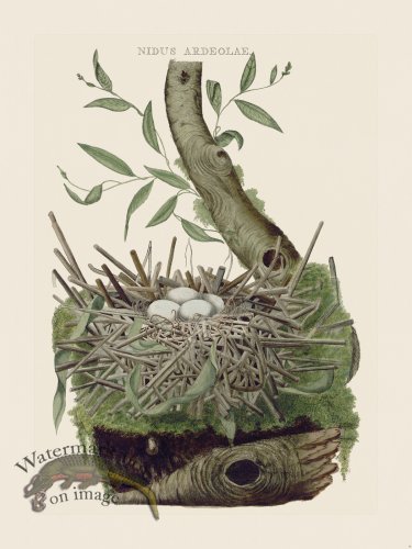 (image for) Nozeman Bird 060