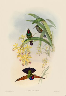 Gould Hummingbird 061