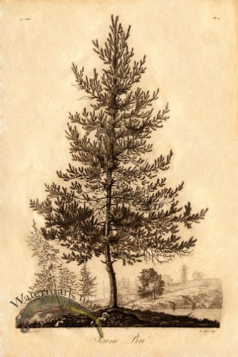 (image for) Defiennes Trees 18 S