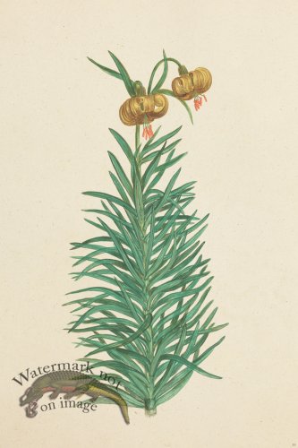 (image for) Blomboken 033