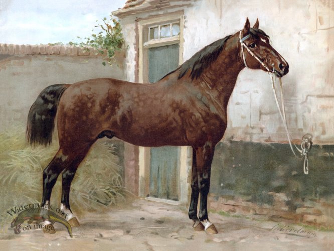(image for) Norman Horse by Eerelman