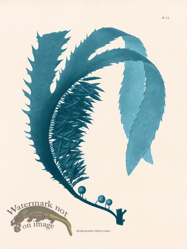 (image for) Oceanie 23