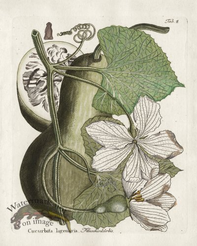 Calabash or Bottle Gourd