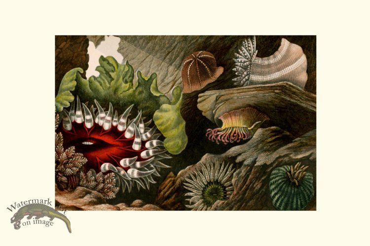 (image for) Underwater 33