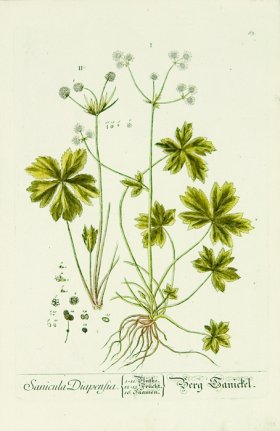 Blackwell German 244