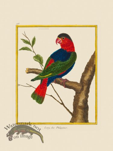 (image for) Martinet Bird 168