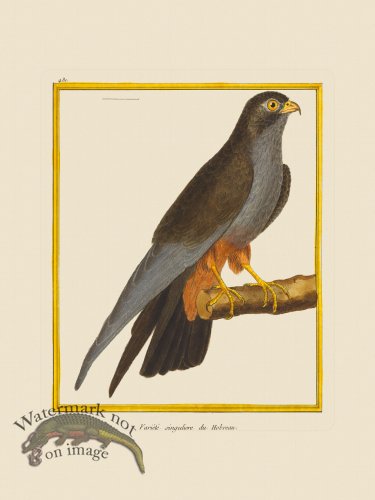 (image for) Martinet Bird 431