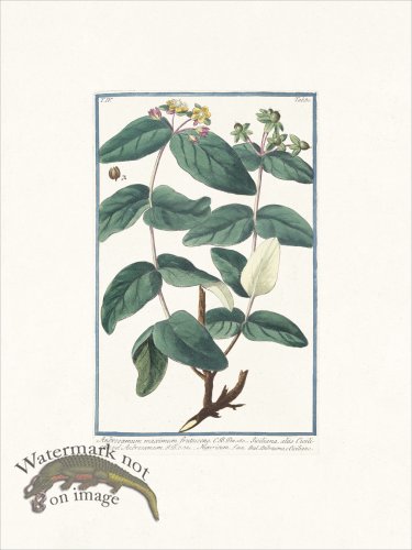 (image for) Bonelli 380 Tutsan