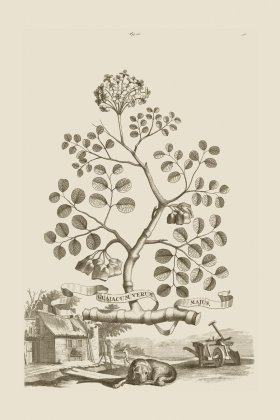(image for) Abraham Munting 016