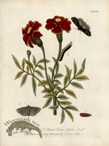 (image for) Albin Plate 78