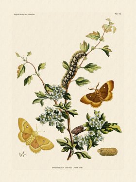 Wilkes Butterflies 052