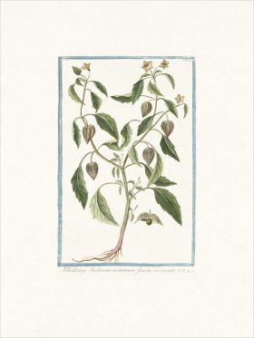 Bonelli 164 Alkekengi Indicum