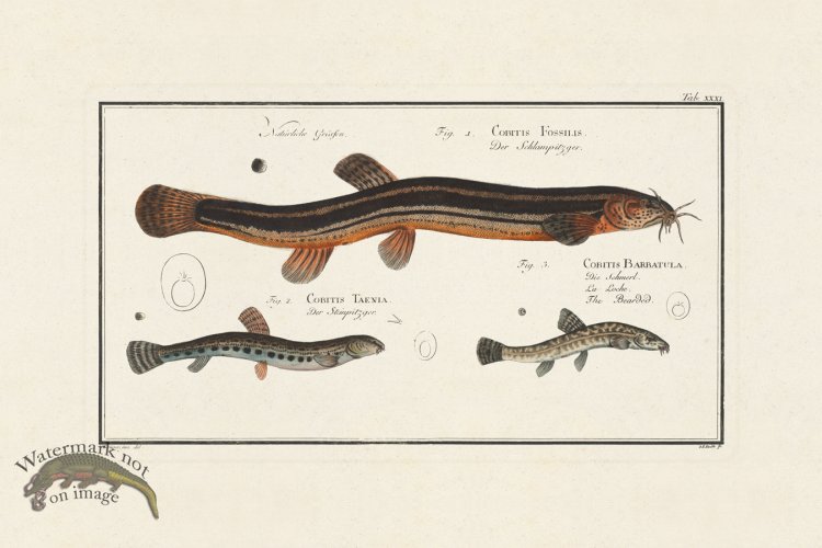 (image for) BLOCH FISH 031