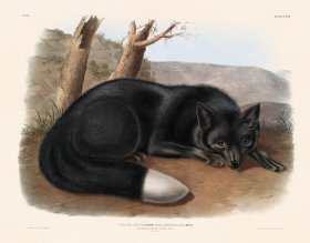 (image for) 116 Silver Fox