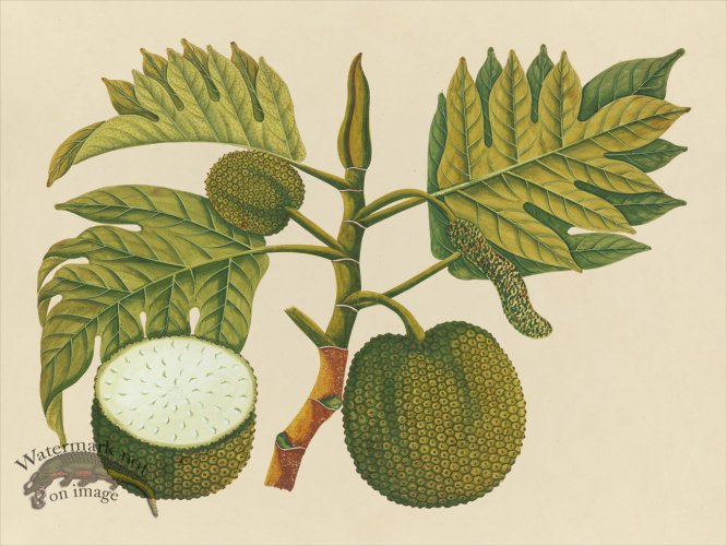 Far East Fruit and Flowers 30