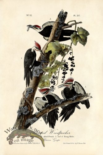 (image for) Pileated Woodpecker