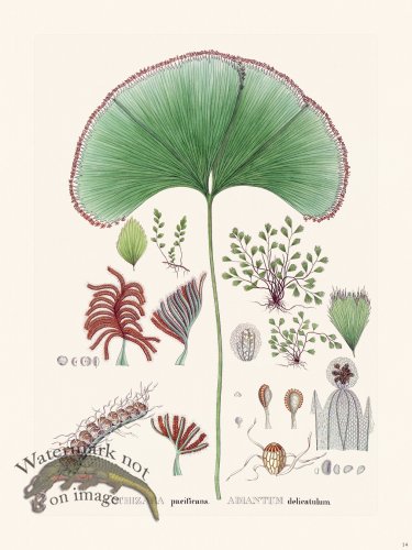 (image for) Ferns of Brazil 14