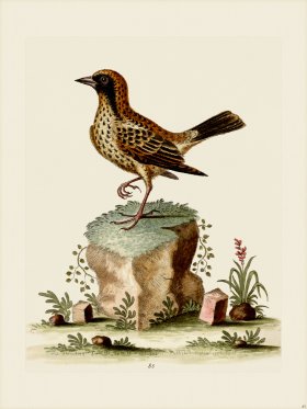 Edwards 085 Schomburgher