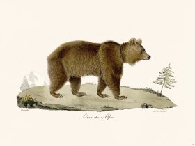 Cuvier 123 Bear of The Alps