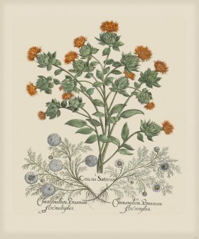 Besler 276 Colored B2