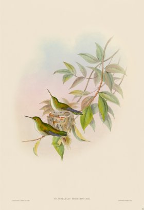 Gould Hummingbird 298