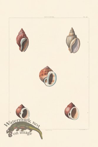 (image for) Perry Shell 48