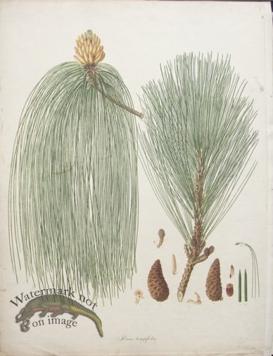 (image for) LG Pine Cone 07