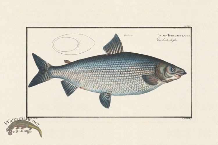 (image for) Bloch Fish 026