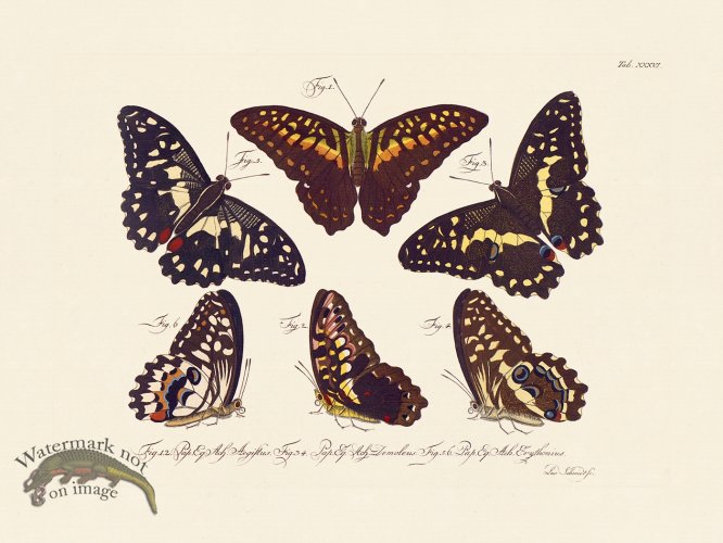 (image for) Jablonsky Butterfly 036